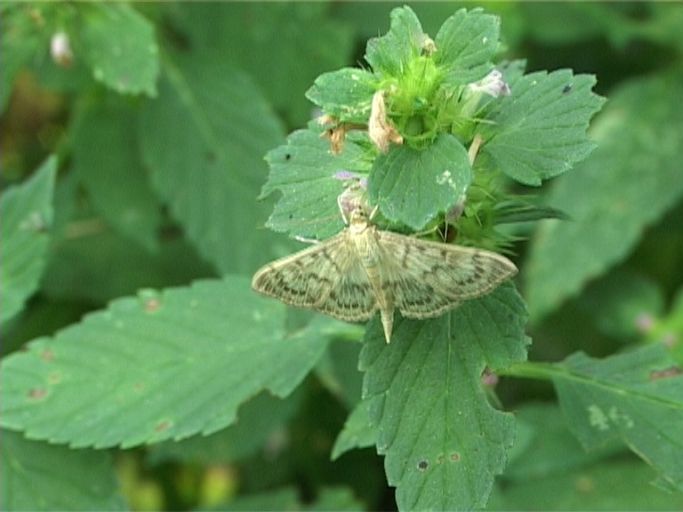 Nesselzünsler ( Pleuroptya ruralis ) : Am Niederrhein, Biotop, 10.08.2004